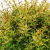 Hot Abelia Grandiflora Happy Daydream. Le pot de 10 litres