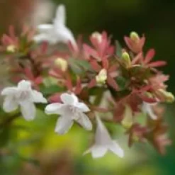 New Abélia Floribunda rose. Le pot de 5 litres