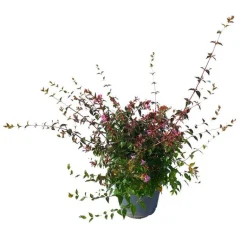 Best Abélia Grandiflora Edward Goucher rose. Le pot de 3 litres