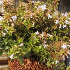 Online Abélia Grandiflora Happy Daydream rose. Le pot de 4 litres