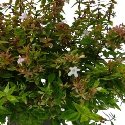 New Abélia Grandiflora Kaleidoscope. Le pot de 10 litres