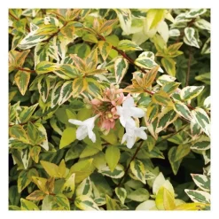 Outlet Abélia Grandiflora Kaleidoscope 50/60. Le pot de 10 litres