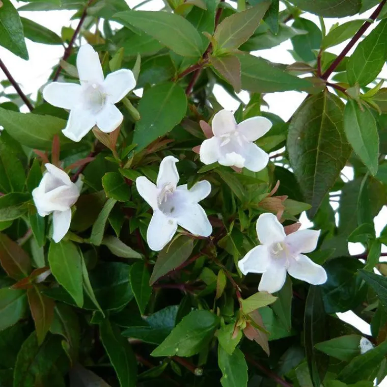 Best Abélia Grandiflora touffe. Le pot de 7,5 litres
