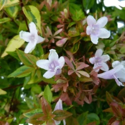 Online Abélia. Le pot de 7,5 litres