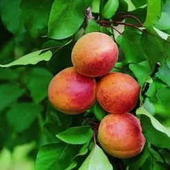 Sale BOTANIC® Abricotier Bergeron Bio. Le pot de 12 litres, forme gobelet