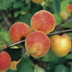 BOTANIC® Abricotier Bergeron. Le pot de 15 litres, forme 1/2 tige