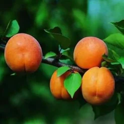 Best Abricotier Peche De Nancy. En racine nue, forme gobelet