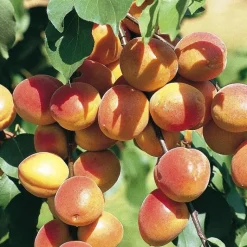 Best Abricotier Polonais. Le pot de 10 litres forme gobelet