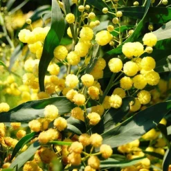 Sale Acacia Rétinoïdes Palme d’Or® ou Mimosa Quatre Saisons pot