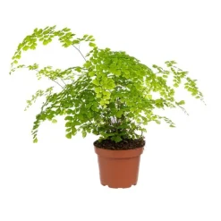 Best Adiantum Fragrans pot Ø13 cm/ H30 cm