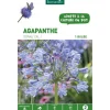 Sale BOTANIC® Agapanthe Donau - bleu - 1 bulbe