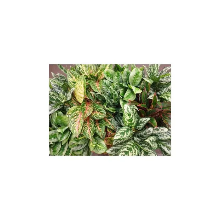 Best Aglaonema Mix pot Ø19 cm