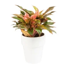 BOTANIC® Aglaonema pot Ø18xH45 cm