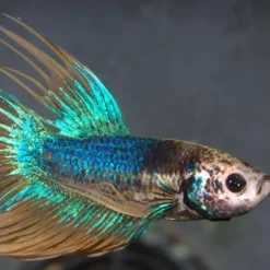 BLUE CORAL Alimentation spécialisée pour poissons Betta, sans gluten, JBL ProNovo - 6g/20ml