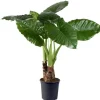 Hot Alocasia calidora 3 pieds - Pot de 24 cm de diamètre