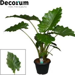 Sale Alocasia Portodora Pot Ø35 cm H150 cm
