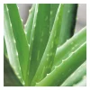 Online Aloe vera en pot H 60 x Ø 21 cm