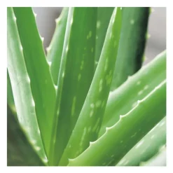 Online Aloe vera en pot H 60 x Ø 21 cm