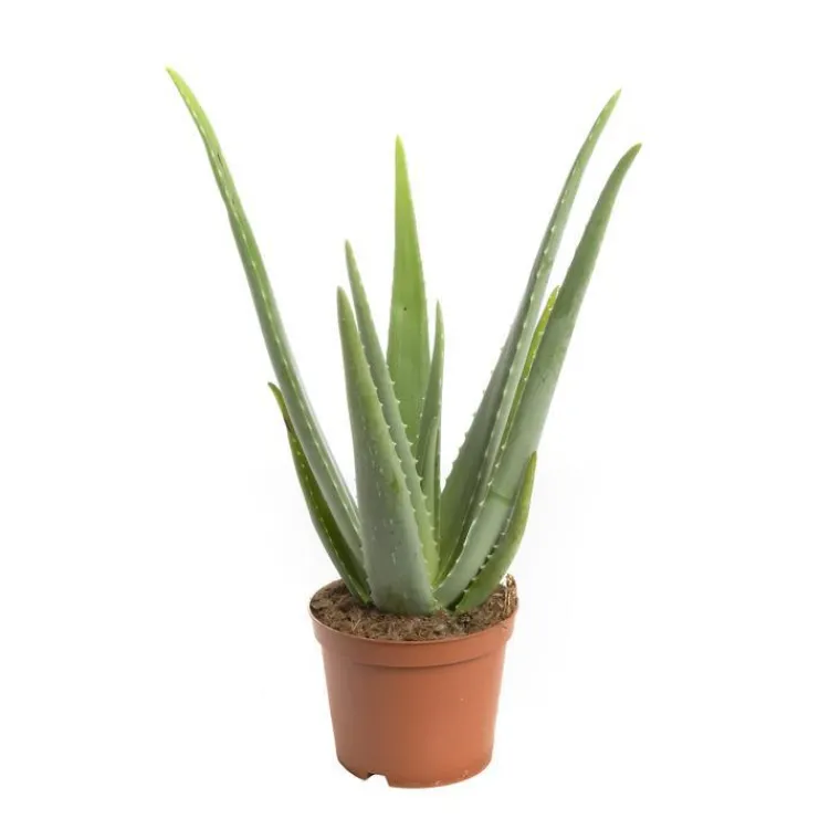 Outlet Aloe vera vert. Le pot de 16 cm