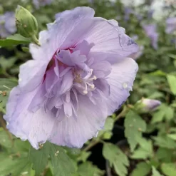 Outlet Althéa Blue Chiffon Notwood3 touffe. Le pot de 4 litres