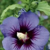 Sale BOTANIC® Althéa (HIBISCUS SYRIACUS ULTRA MARINE®) Le pot de 3 litres