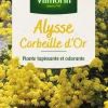 Clearance VILMORIN Alysse Corbeille d'Or - graines à semer