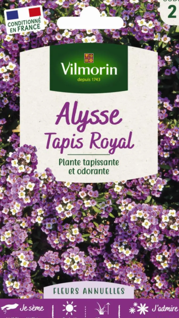 Online VILMORIN Alysse Tapis Royal - graines à semer