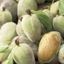 Best BOTANIC® Amandier Texas. Le pot de 12 litres