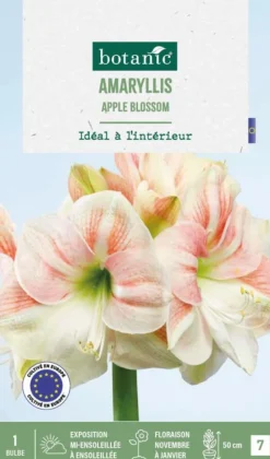 New BOTANIC® Amaryllis intérieur Apple Blossom - 1 bulbe
