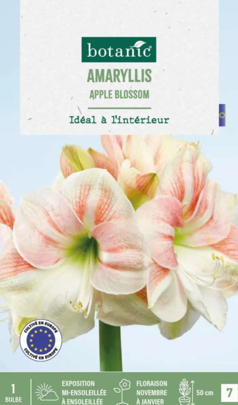 New BOTANIC® Amaryllis intérieur Apple Blossom - 1 bulbe