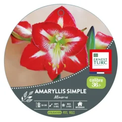 Sale ERNEST TURC Amaryllis minerve botanic® - 1 bulbe