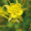 Clearance BOTANIC® Ancolie jaune - Le pot de 9 x 9 cm