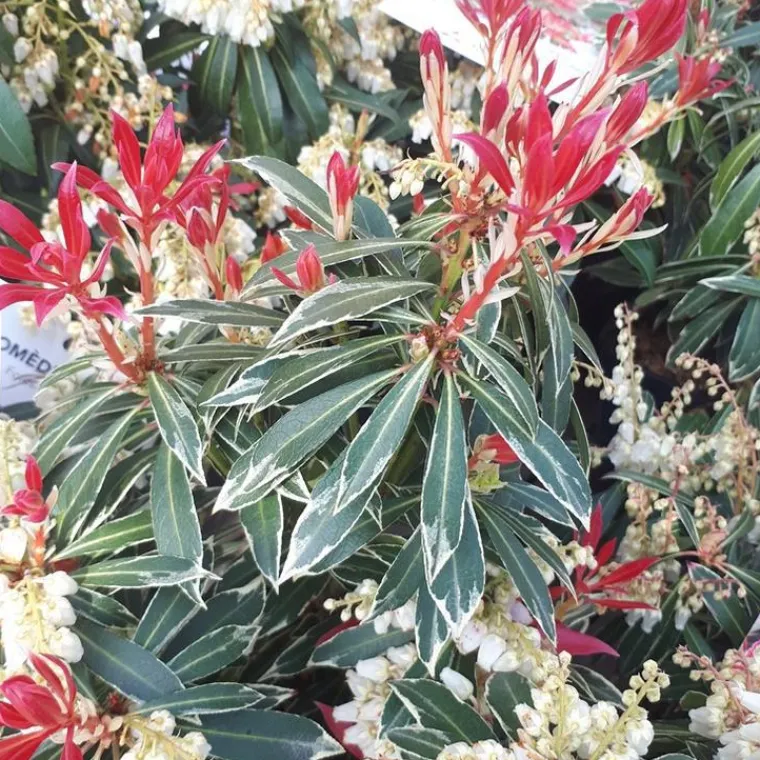 Hot Andromède du Japon Flaming Silver 40/50. Le pot de 6 litres