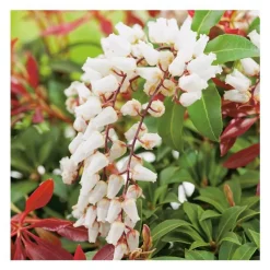 Discount Andromède Japonica Mountain Fire - pot 15 L