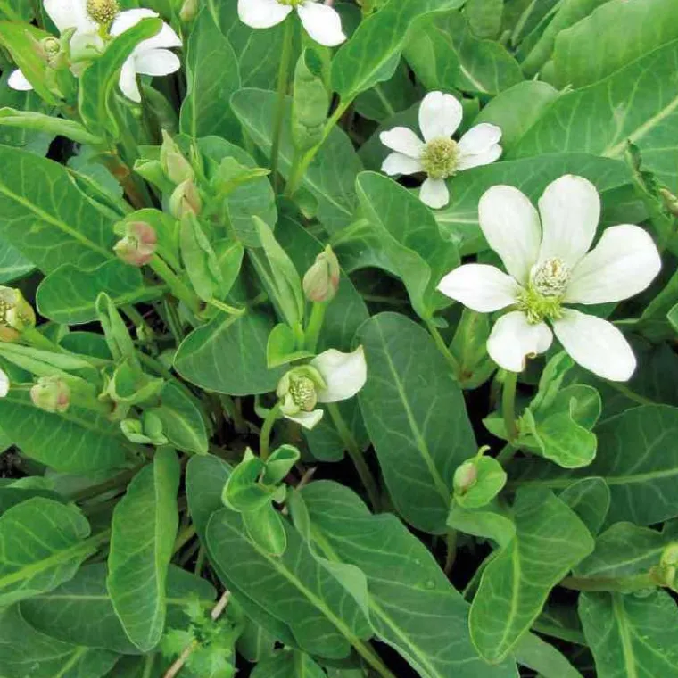 Discount BOTANIC® Anémopsis de Californie godet 9x9 cm