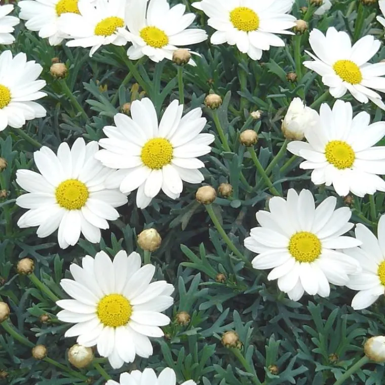 New Anthémis à fleurs multicolores. Le pot de 2,5 litres