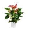 Clearance Anthurium andreanum livium rouge en pot Ø 14 cm