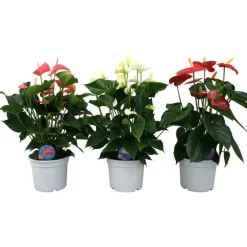 Online Anthurium Champion