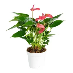 Hot Anthurium Pink Champion pot Ø21 cm/ H75 cm