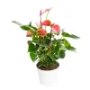 Online Anthurium Pink Champion pot Ø17 cm/ H55 cm