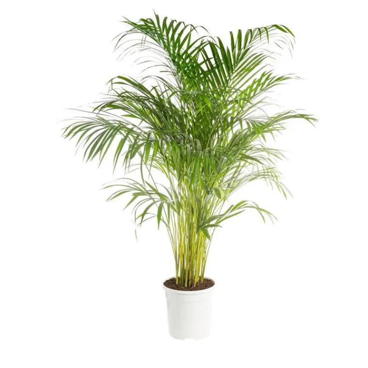Best Areca. Le pot de 24 cm