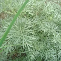 Clearance Artemisia Powis Castle - Le pot de 2 litres