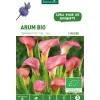 Clearance BOTANIC® Arum Amaranthe bio rose - 1 bulbe