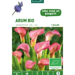 Clearance BOTANIC® Arum Amaranthe bio rose - 1 bulbe
