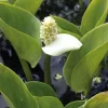 Clearance BOTANIC® Arum des marais godet 9x9 cm