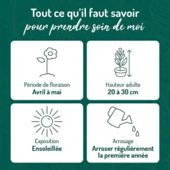 BOTANIC® Aster des Alpes rose - Le pot de 9 x 9 cm