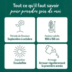 Online BOTANIC® Aster Haut Aut - Bleu - Le pot de 9 x 9 cm