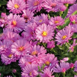 Best BOTANIC® Aster Haut Aut - Rose - Le pot de 9 x 9 cm