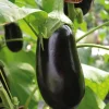 Best BOTANIC® Aubergine Demi Longue Flavine Bio. La barquette de 3 plants
