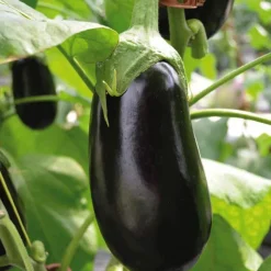 Best BOTANIC® Aubergine Demi Longue Flavine Bio. La barquette de 3 plants